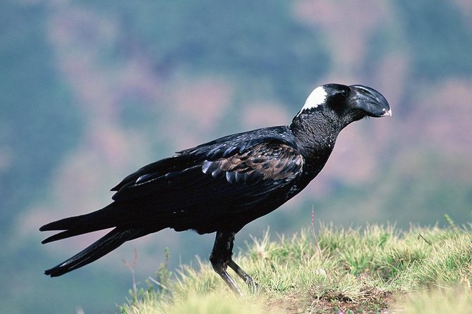 ETHIOPIA BIRDWATCHING— 10 Days - Tour Guide Expertise