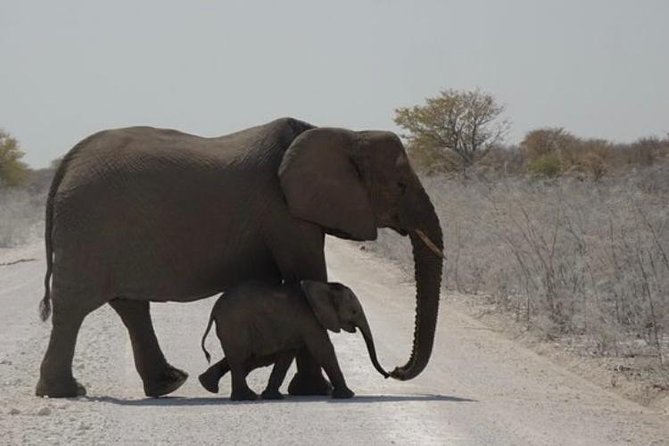 ETOSHA PARK SAFARI With Local Guides in 9-Seater 4x4s - Reviews and Ratings