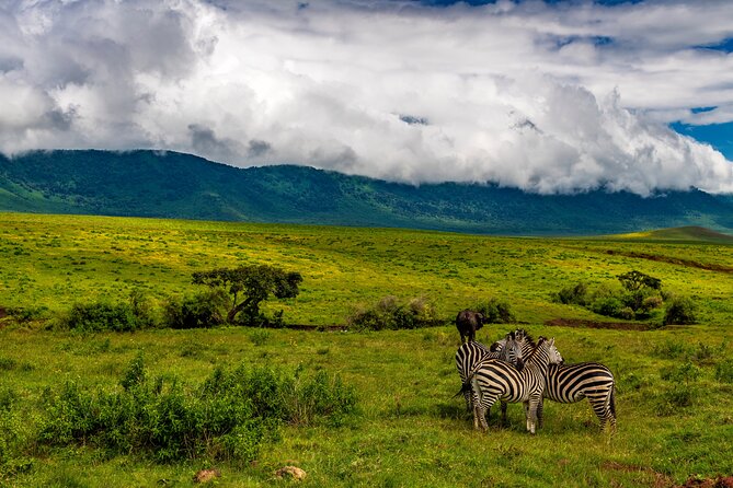 Excursion in Tarangire National Park Day Trip - Good To Know