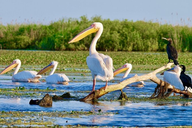Explore Danube Delta and Black See in 2 Day Private Tour From Bucharest