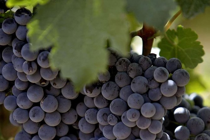 Fabulous Wine Tour to the Bekaa Valey Wineries - Book Now