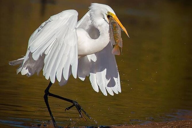 Fayoum Full Day Tour Bird Watching - Important Reminders