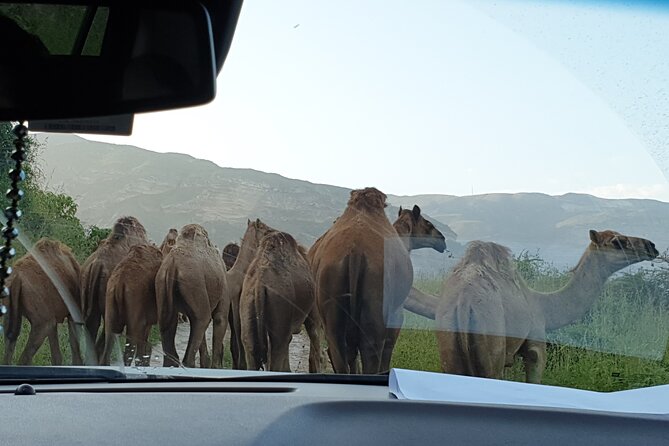 Fazayah Beach Shore Excursion - West Salalah 6-8 Hours Adventure - Pickup and Drop-off Information