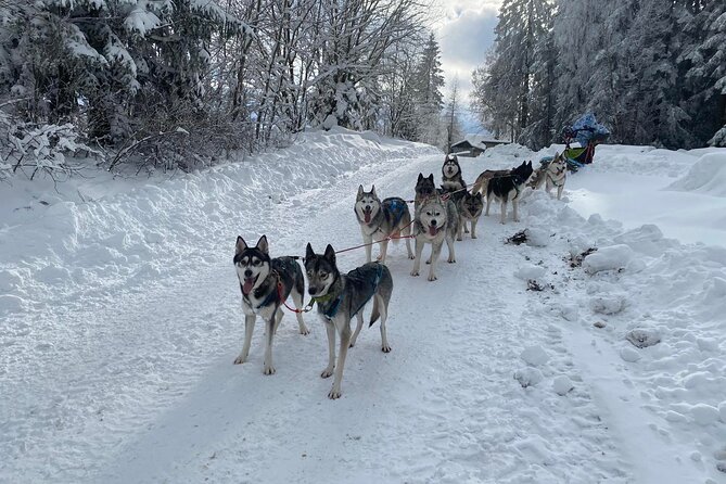 Feel the Magic of Winter With Thrilling Arctic Dog Sled Rides - The Sum Up
