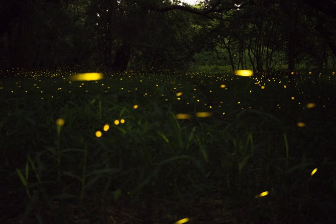 Fireflies Tour in Cherating - Booking Information