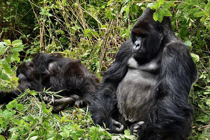 Five Day Highlights of Rwanda Tour - Accommodation and Dining Details