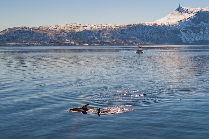 Fjord Safari in the Altafjord - Prepare for Your Safari Adventure