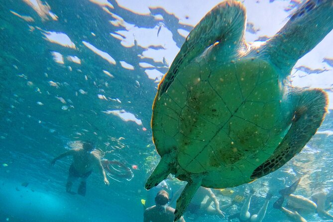 From Abu Dhabi: Snorkeling With Turtles in Fujairah With BBQ - Price and Inclusions