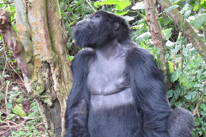 From Kigali: 2-Day Rwanda Gorilla Trekking Experience - Logistics and Additional Information