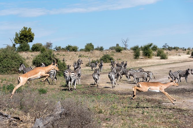 From Livingstone, Victoria Falls or Kasane - Chobe Day Tour - Lunch Experience