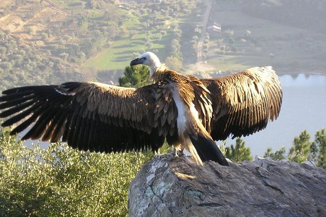 Full-Day Bird Watching Private Tour From Lisbon With Lunch - Tour Description