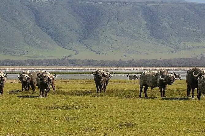 Full Day Guided Day Trip to Ngorongoro - Directions for Participation