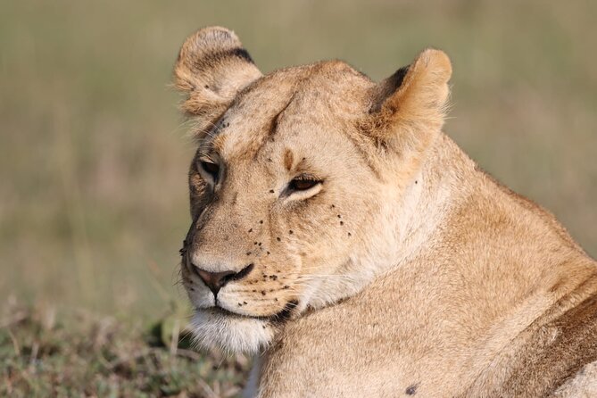 Full-Day Lake Nakuru National Park Private Guided Tour With Lunch - Accessibility Information