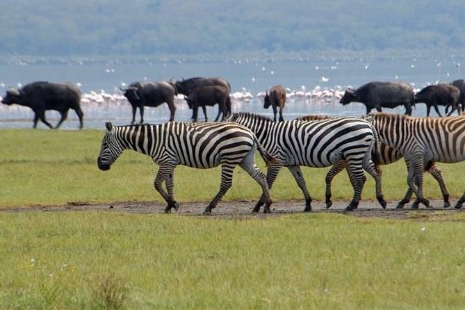 Full Day Lake Nakuru Park and Optional Boat Ride on Lake Naivasha - Frequently Asked Questions
