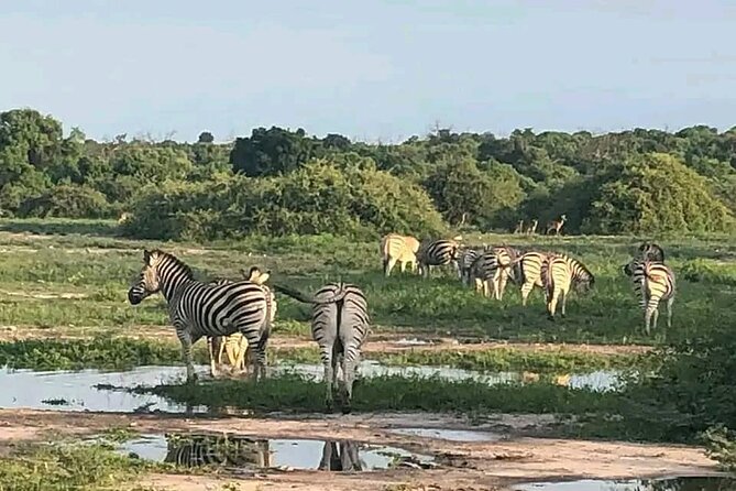 Full Day Private Tour in Chobe - Booking Policy