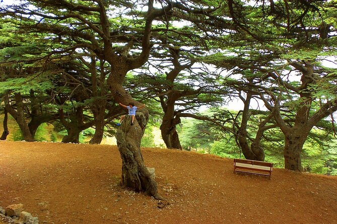 Full-Day Private Tour to Beiteddine, Deir El Qamar, Moussa Palace and Cedars - Directions and Meeting Point