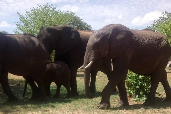 Full-Day Safari in Botswana From Zambia - Cancellation Policy