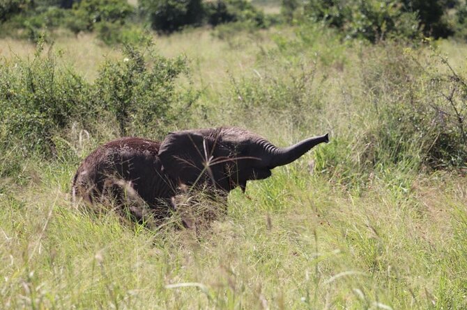 Full-Day Safari in Maputo National Park - Review Information