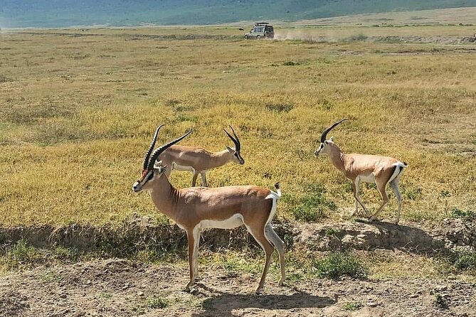 Full Day Safari to Selous Game Reserve From Zanzibar - Group Size and Pricing