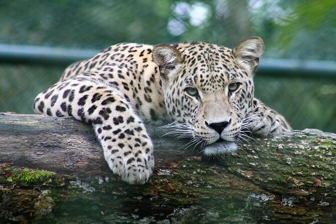 Full-day Safari Tour in Chobe - Tour Overview