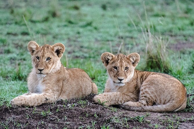 Full-Day Serengeti Tour From Mwanza - Reviews and Rating