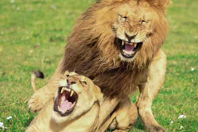 Full Day To Arusha National Park - Frequently Asked Questions