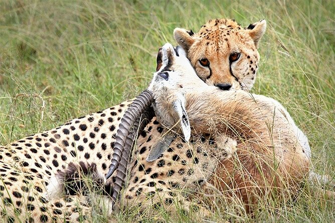 Full-Day to the Tsavo East National Park From Mombasa - Inclusions