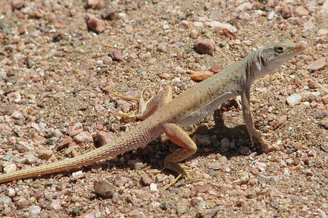 Full-Day Tour in Namib Desert From Swakopmund, Namibia - The Sum Up