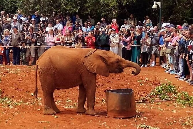 Full Day Tour of Karen Blixen Giraffe Center With Optional Museum - Visitor Recommendations and Directions