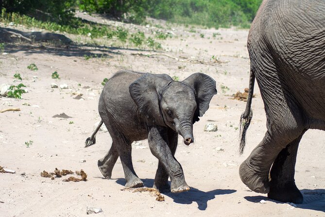 Full Day Tour to Chobe and Botswana From Victoria Falls - Booking Policies