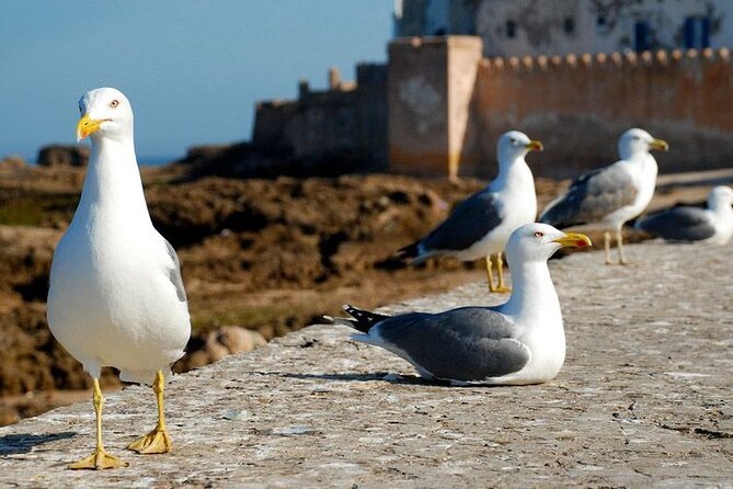 Full Day Tour to Essaouira From Marrakech - What to Pack