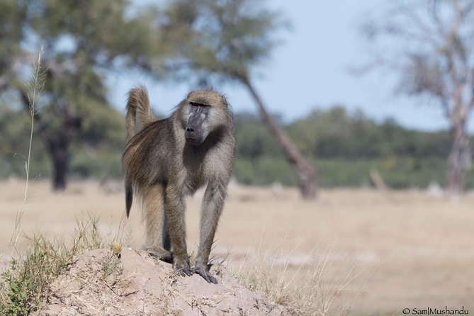 Full-Day Zimbabwe Zambezi National Park Safari & Lunch - Frequently Asked Questions