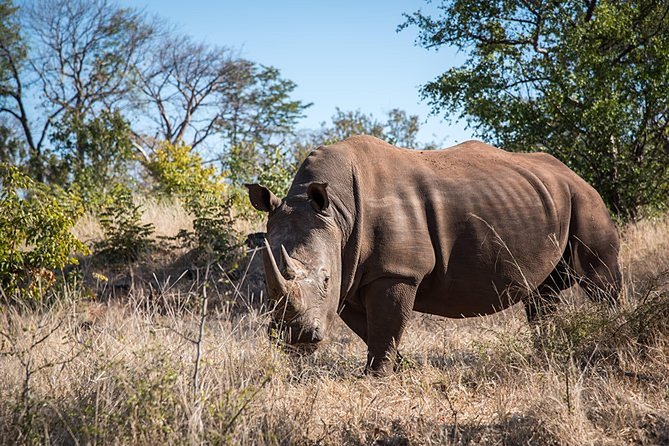 Game Drive Into the Musi Otunya National Park - Booking Information