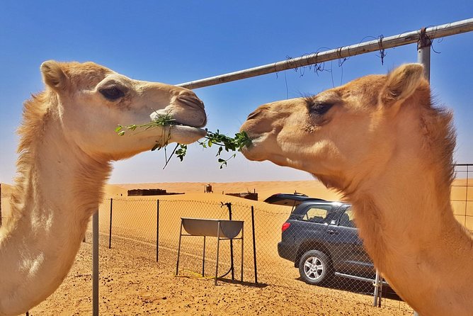 German-speaking Safari Oman - Frequently Asked Questions
