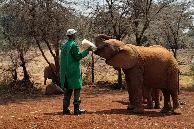 Giraffe Centre and Animal Orphanage Guided Tour In Nairobi. - Pricing Details