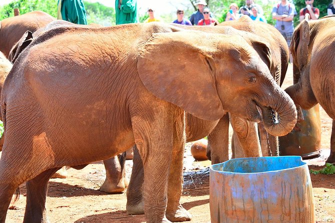 Giraffe Centre, Elephant Orphanage, and Bomas of Kenya Day Tour From Nairobi - Pricing and Inclusions