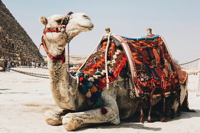 Giza Pyramids by Camel - Operator Details