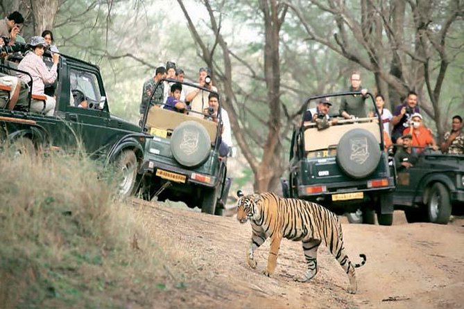 3 Best Safari Tours In Uttar Pradesh