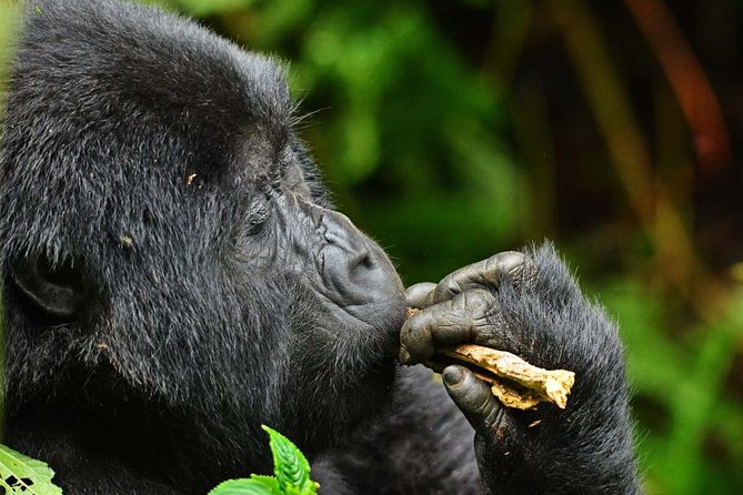 Gorillas, Game and Masai Mara Safari - 14 Days - Meals and Dining Options