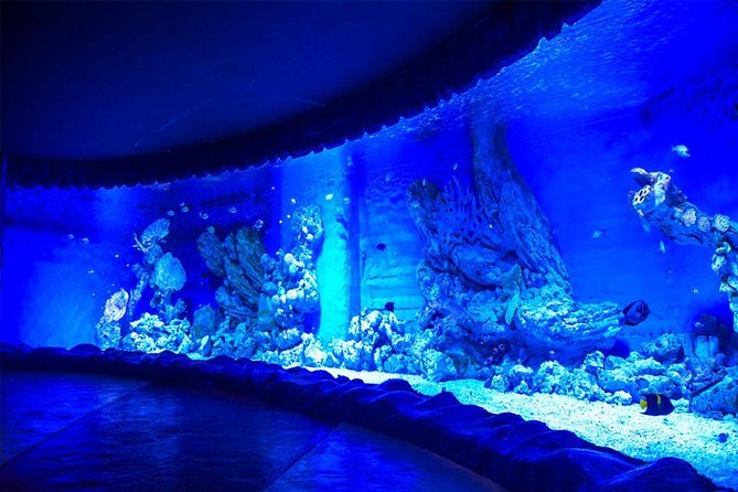 Grand Aquarium Museum Hurghada With Transfer - Hughada - Booking Flexibility: Reserve Now, Pay Later