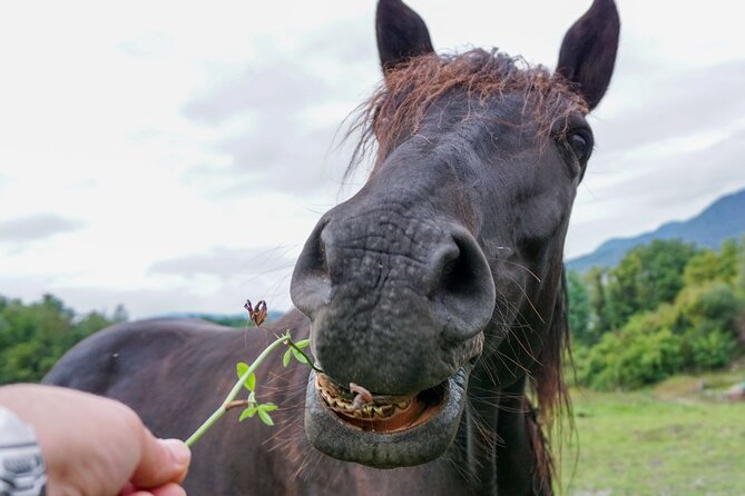 Guided Experience to Learn About Horses and Horse Care - Inclusions in the Guided Experience