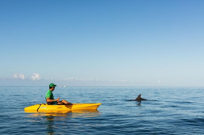 Guided Kayak 2-Hour Activity With Dolphins - Restrictions and Requirements