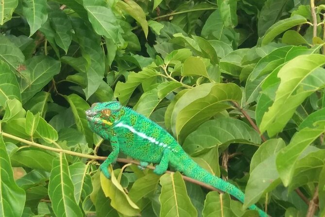 Guided Tour to Lokobe Natural Park - Cancellation Policy