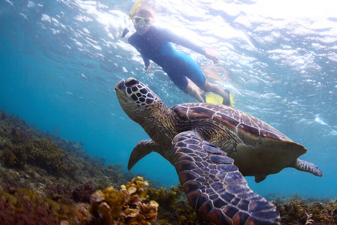 Half Day Group Tour to Mnemba Island for Snorkeling Activities - Whats Included