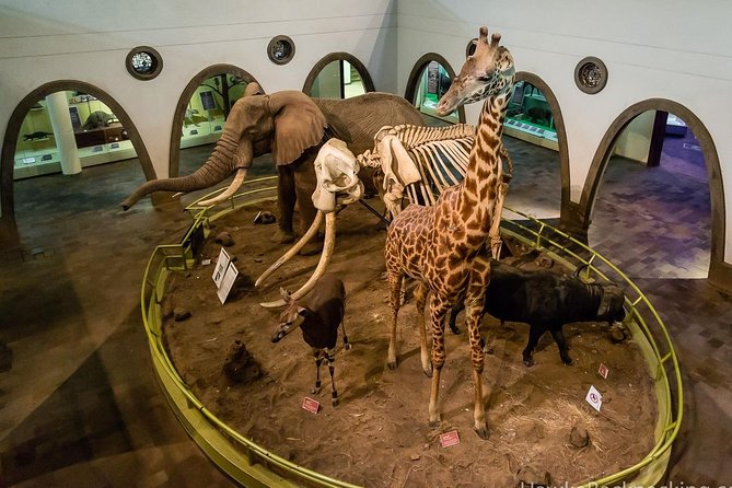 Half-Day Guided Tour to Nairobi National Museum and Snake Park - What To Expect