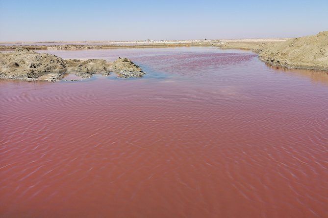 Half Day Kayaking Adventure in Walvis Bay - Tour Highlights