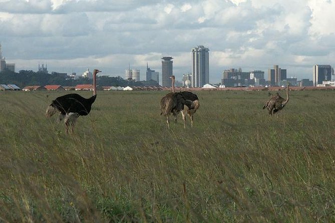 Half Day Nairobi National Park - What To Expect
