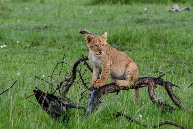 Half-Day Nairobi National Park Safari From Nairobi With Free Pickup - Visitor Experiences