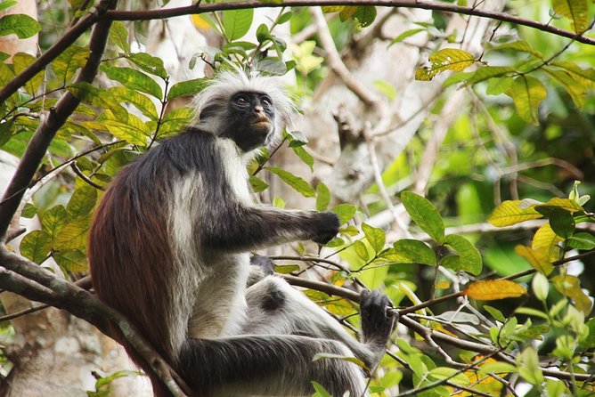 Half-Day Private Jozani Chwaka Bay Forest Tour in Zanzibar - Inclusions