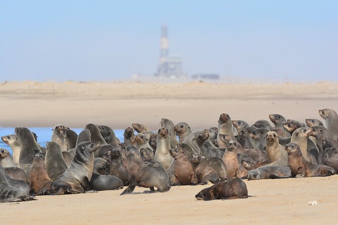 Half-Day Seal Kayak Adventure at Pelican Point in Walvis Bay - Tour Overview